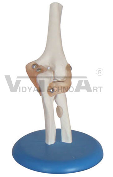 Life Size Elbow JointPharmaceutical and Anatomical Model Gifts